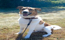 Mixed Breed dogs for adoption: MONTY - big, loving floofball! - Image 7
