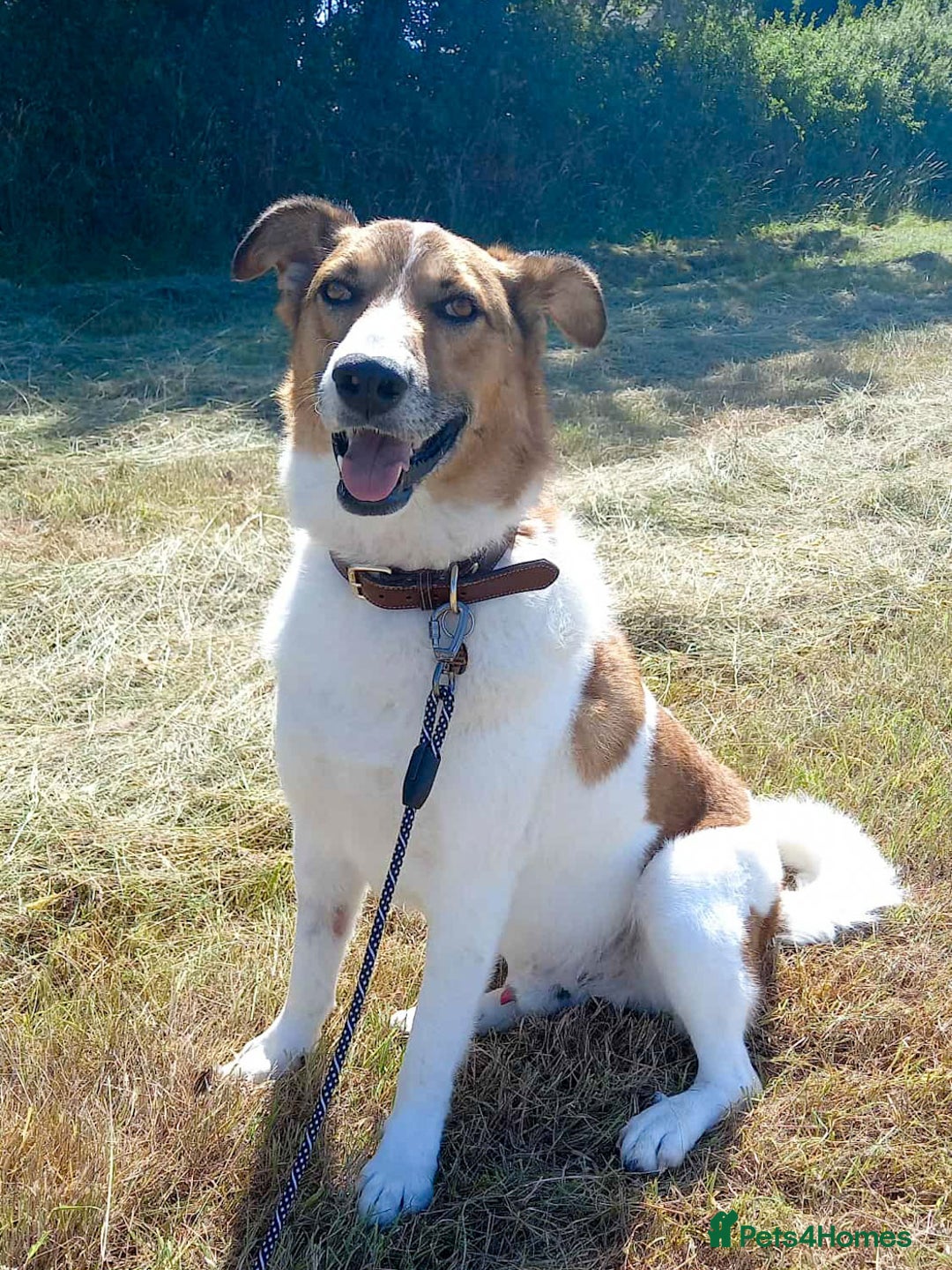 Mixed Breed dogs for adoption: MONTY - big, loving floofball! - Image 7