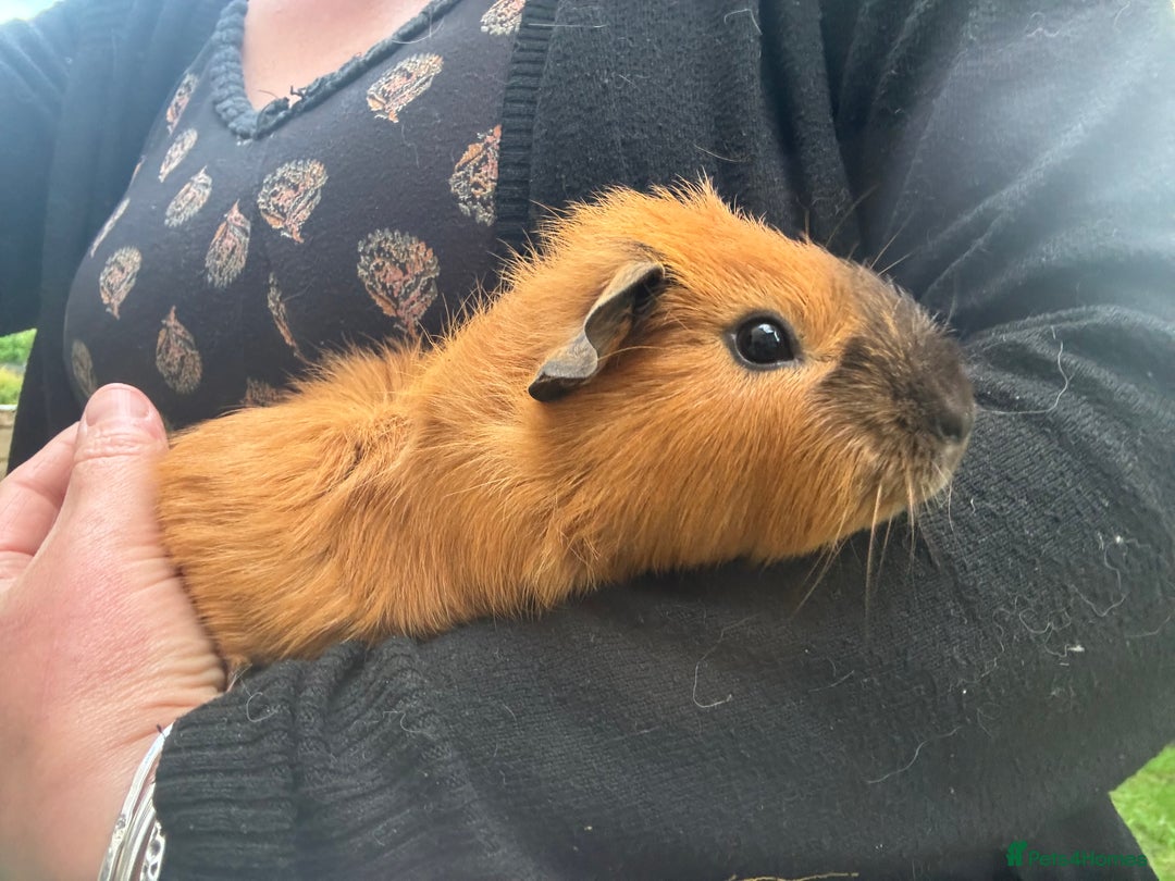 Guinea Pig rodents for sale: Lovely Guinea pigs - only boys left  in Whitland - Image 2