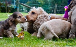 Cocker Spaniel dogs for sale: Show Cocker Spaniel puppies - Image 11