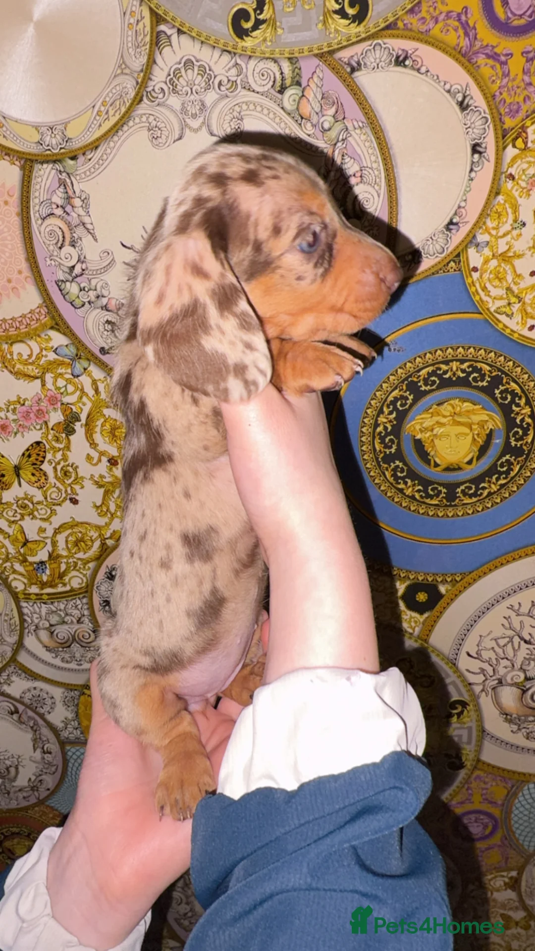Dachshund dogs for sale:     Top Quality Dachshund Puppies - Advert 4