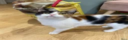 Domestic Shorthair cats for sale: 9 month old spayed female Calico cat - Advert 7