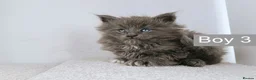 Maine Coon cats for sale: DNA health tested Maine coon kittens  - Advert 22