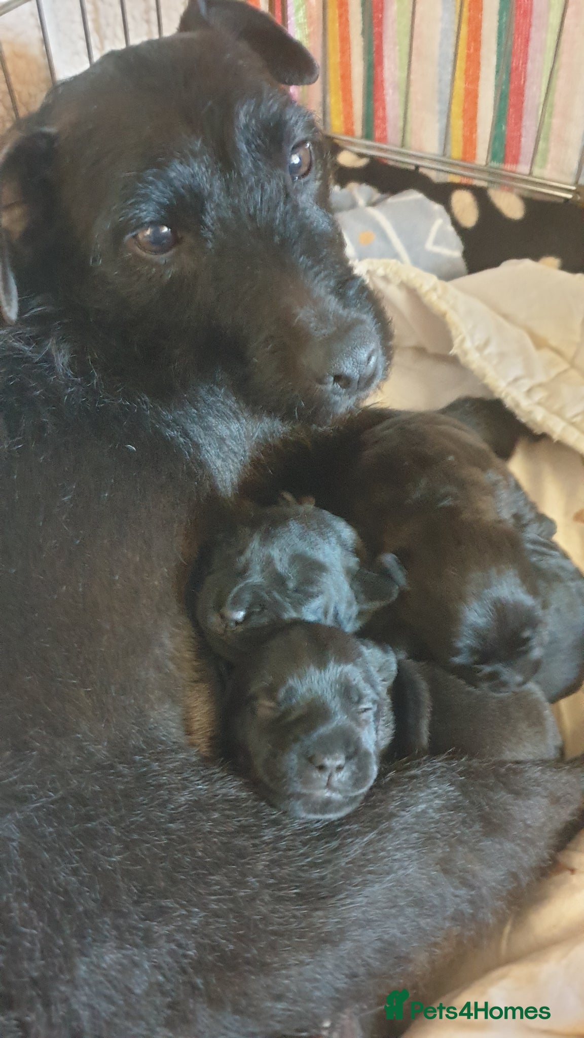Mixed Breed dogs for sale: Patterdale terriers for sale - Advert 3
