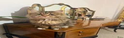 Siberian cats for sale: Siberian Former Show Queen  - Advert 5