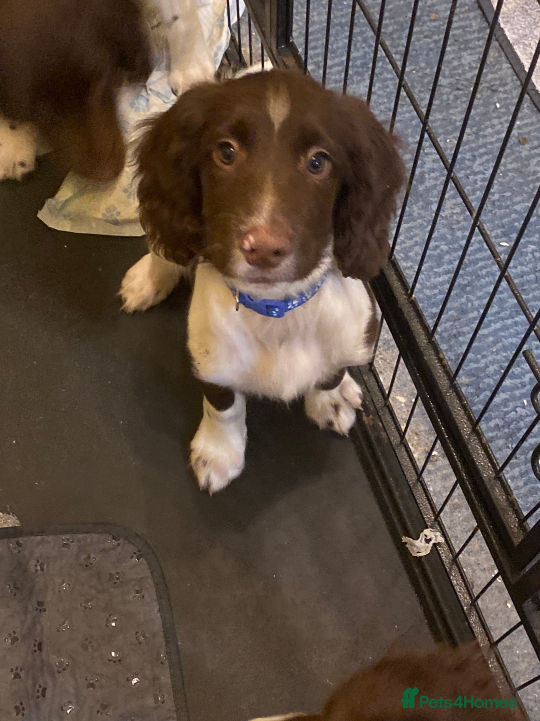 English Springer Spaniel dogs for sale: English springer spaniels - Advert 3