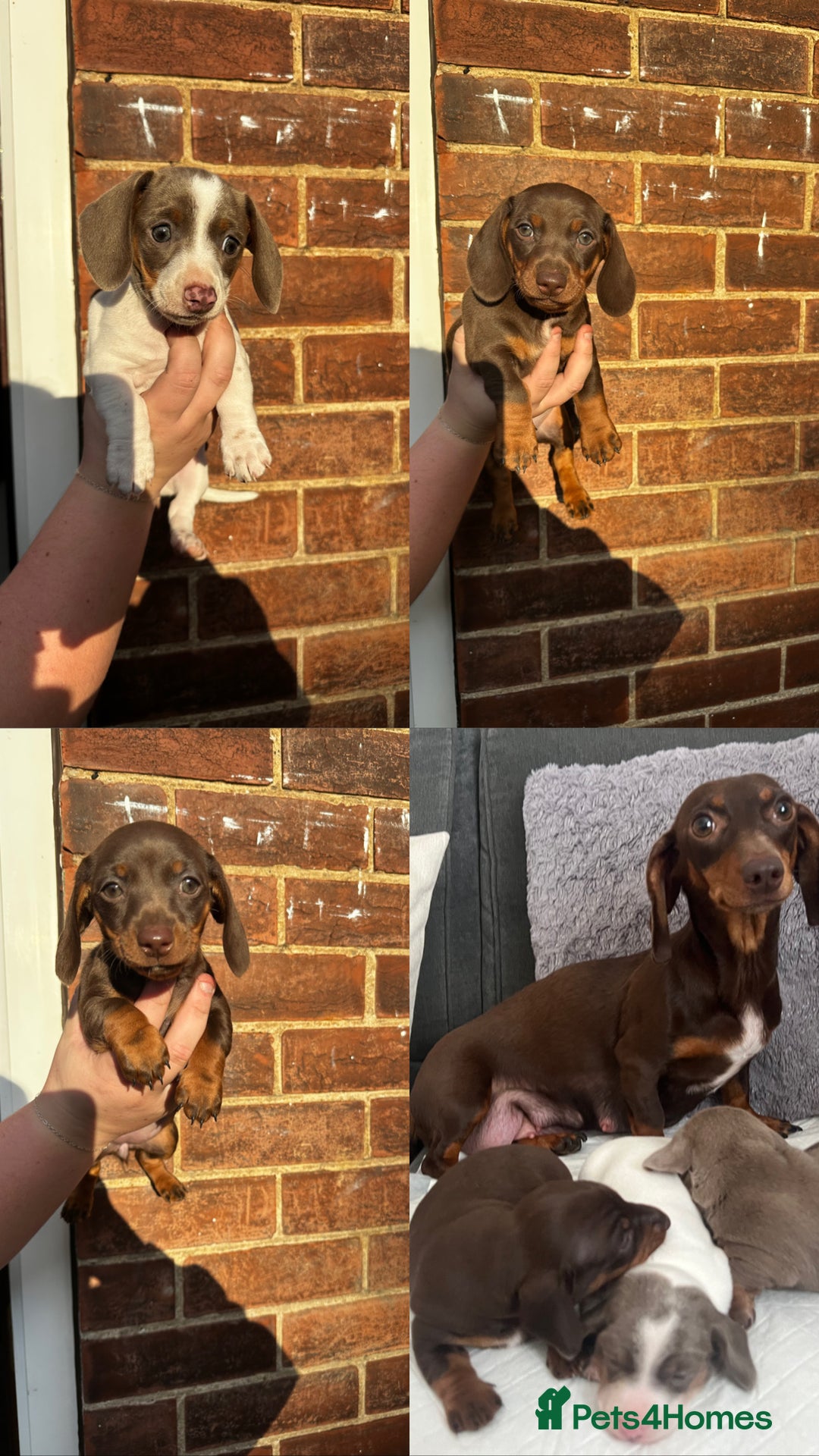 Miniature Dachshund dogs for sale: Miniature Dachshund Puppies  - Image 1