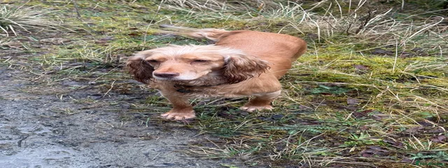 Rye 