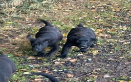 Labrador Retriever dogs for sale: 5 Labrador puppies for sale  - Image 3