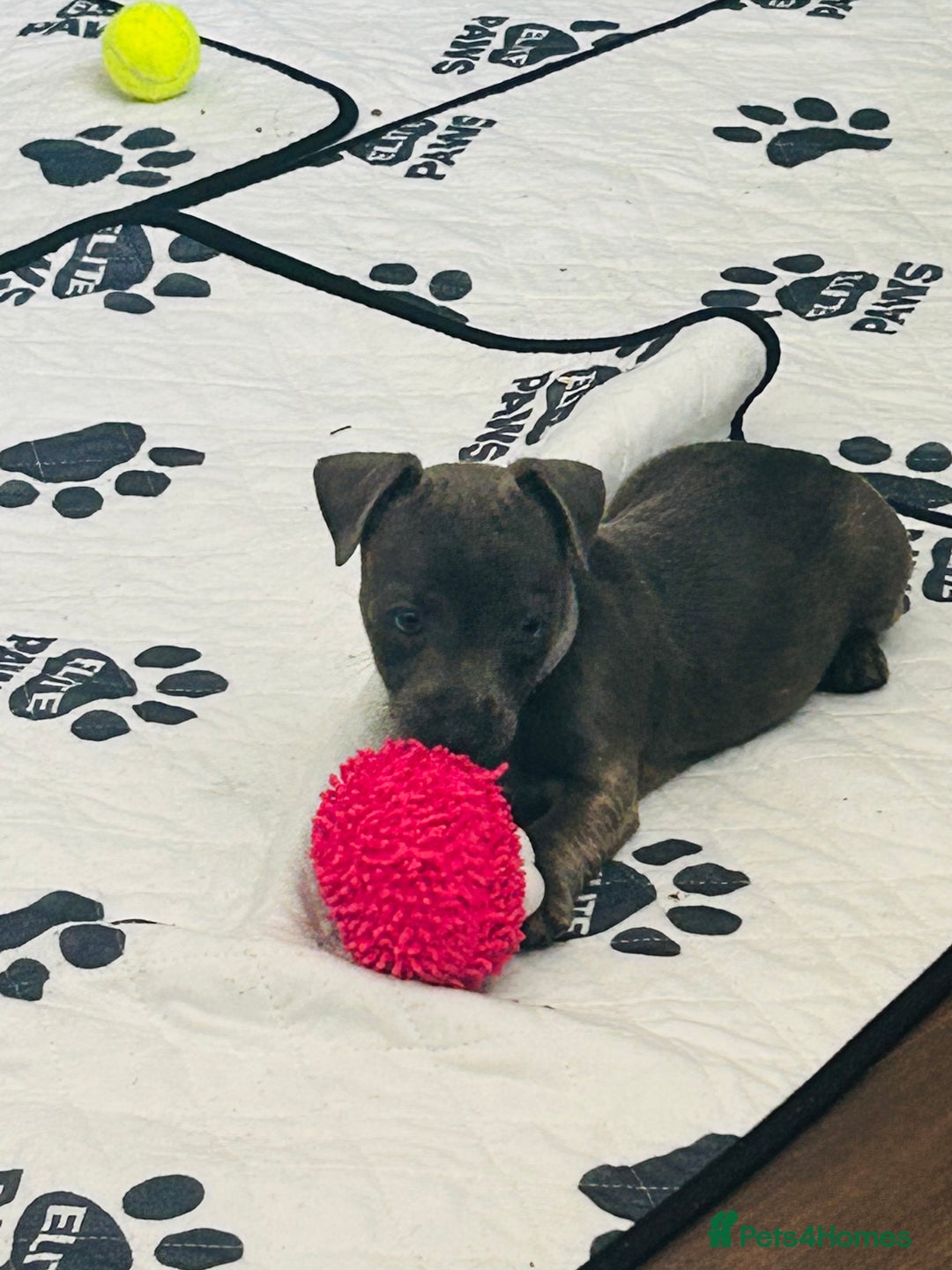Jack Russell dogs for sale: Blue & Black Brindle Jack Russells - Image 31