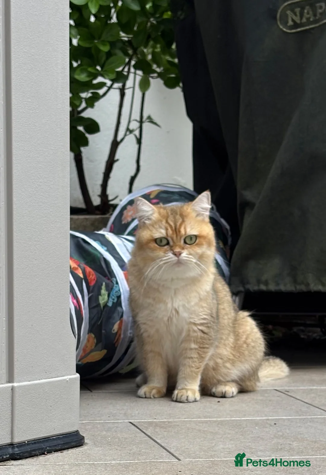 British Shorthair cats for sale: Black Golden Shaded British Shorthair  - Advert 1