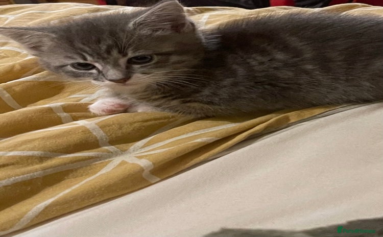 Mixed Breed cats - Advert 4