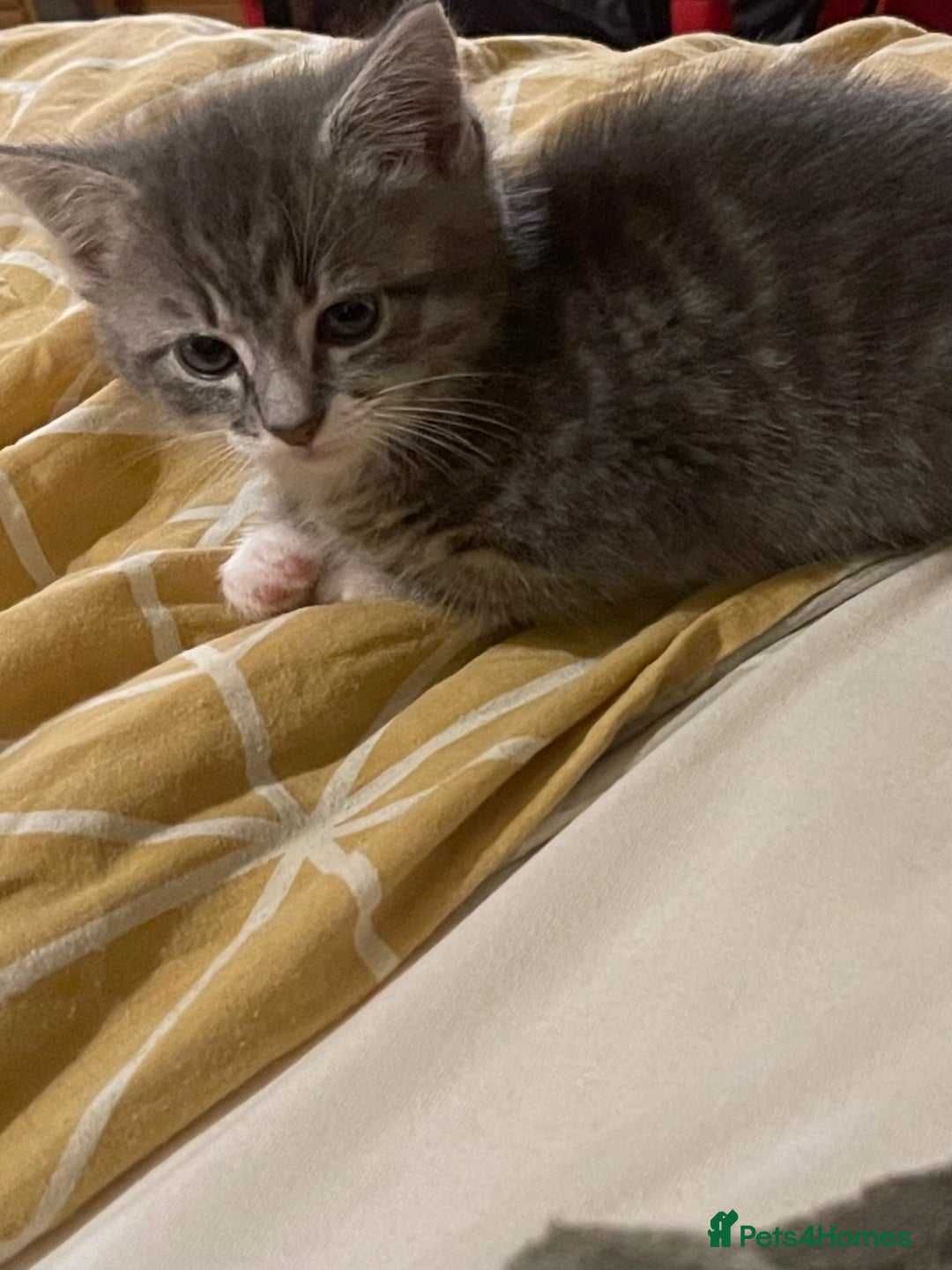Mixed Breed cats for sale: 7 month okd kitten  - Image 1