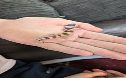 Leopard Gecko reptiles for sale: 2 Baby Leopard Geckos! - Image 5