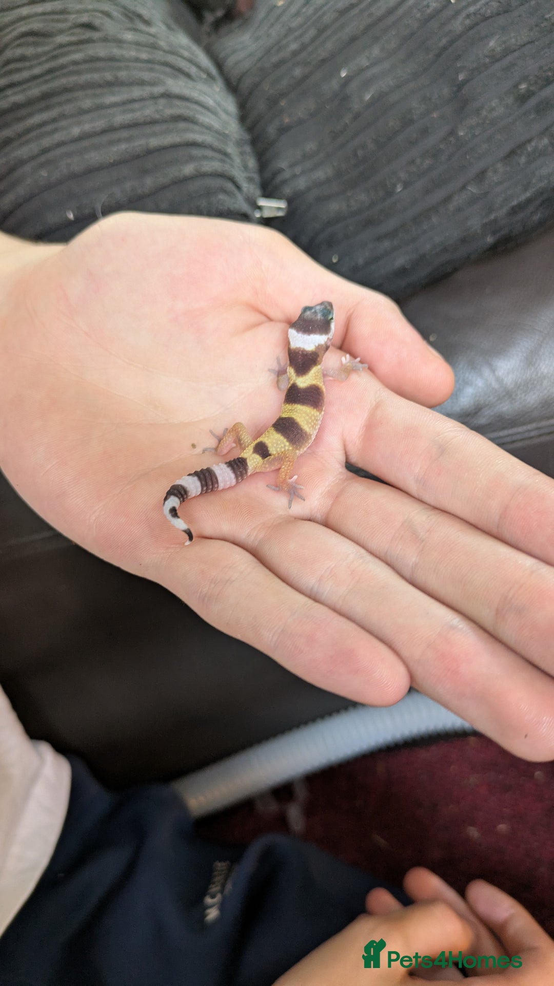 Leopard Gecko reptiles for sale: 2 Baby Leopard Geckos! - Image 5