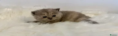 British Shorthair Tortie girl 7