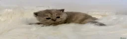 British Shorthair cats for sale: Gccf registered British shorthair kittens - Advert 17