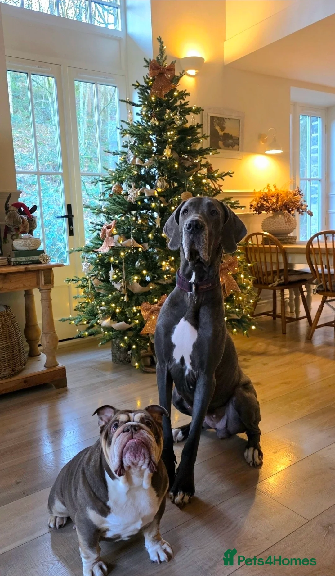 Great Dane dogs for sale: 💔🐾 Forever Home Needed 🐾💔 - Advert 10