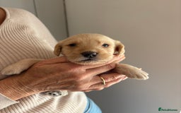 Labradoodle dogs for sale: Miniature Labradoodle Pups - Image 14