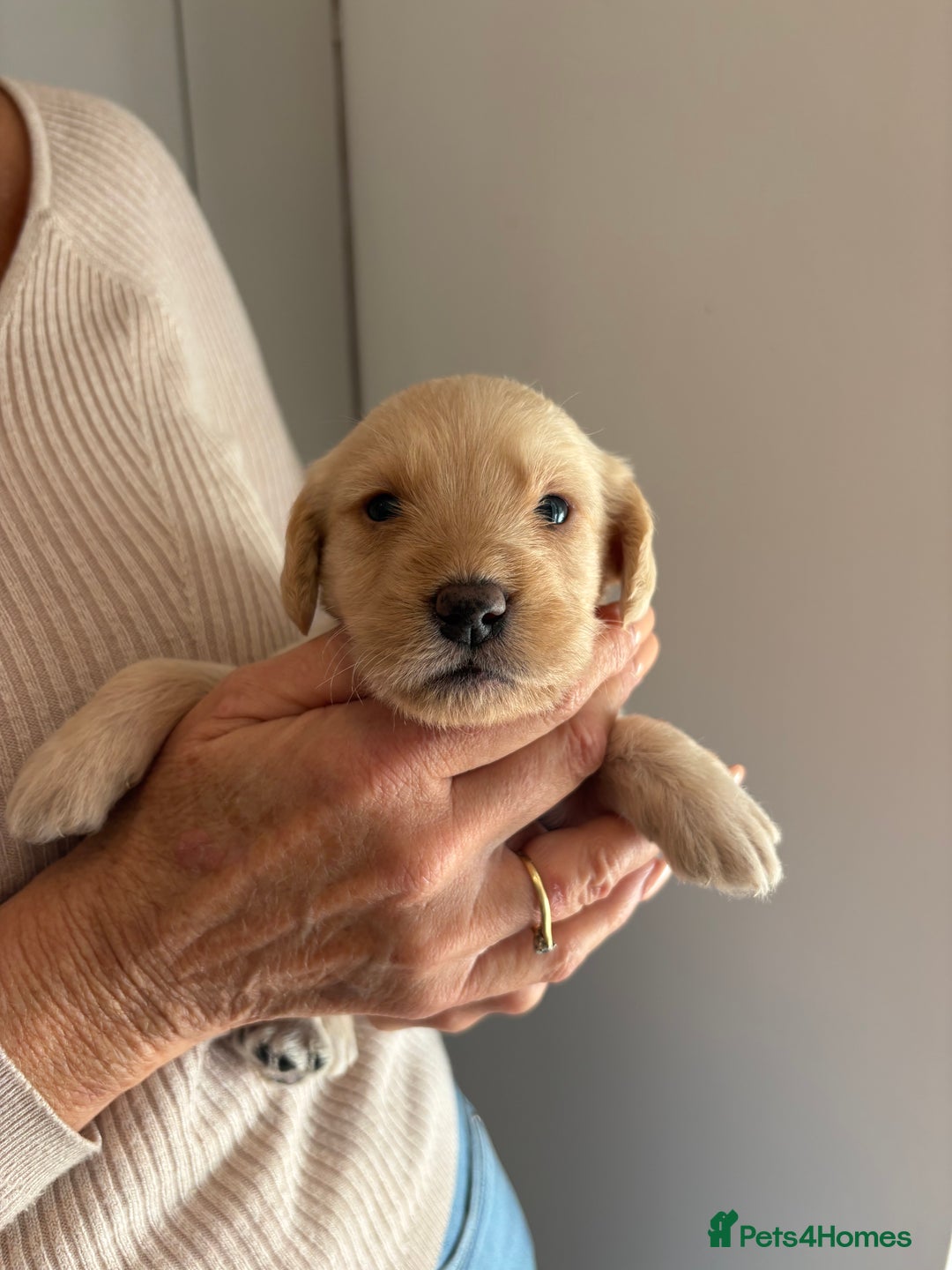 Labradoodle dogs for sale: Miniature Labradoodle Pups - Image 14