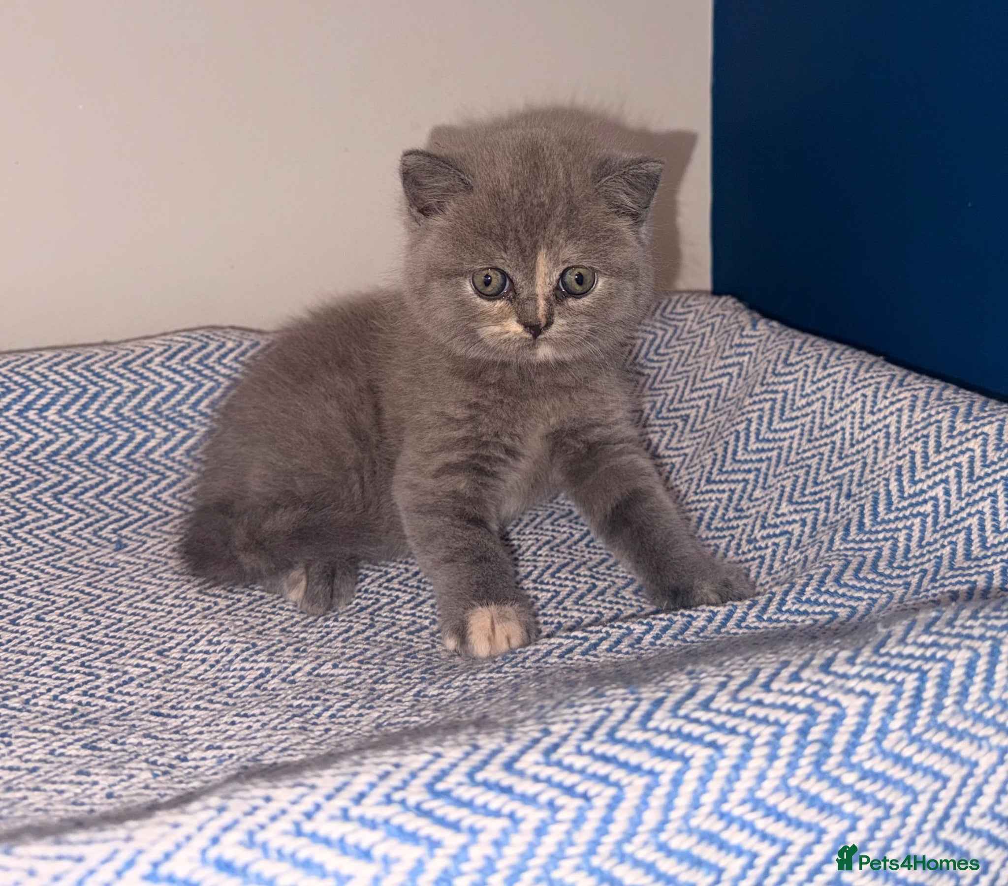 British Shorthair cats GCCF REGISTERED BRITISH SHORTHAIRS  - Advert 1