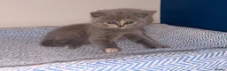 British Shorthair cats for sale: GCCF REGISTERED BRITISH SHORTHAIRS  - Advert 1