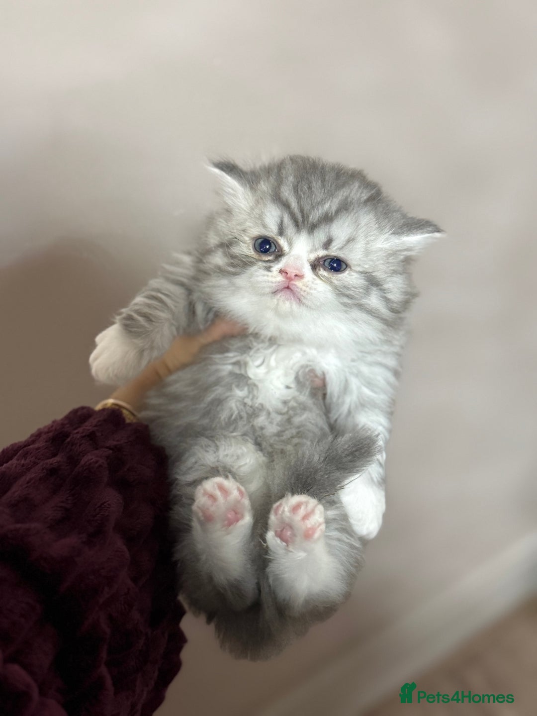 Persian cats for sale: Persian kittens  - Advert 10