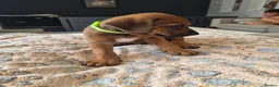 Rhodesian Ridgeback dogs for sale: KC Registered Rhodisian Ridgebacks  - Advert 21