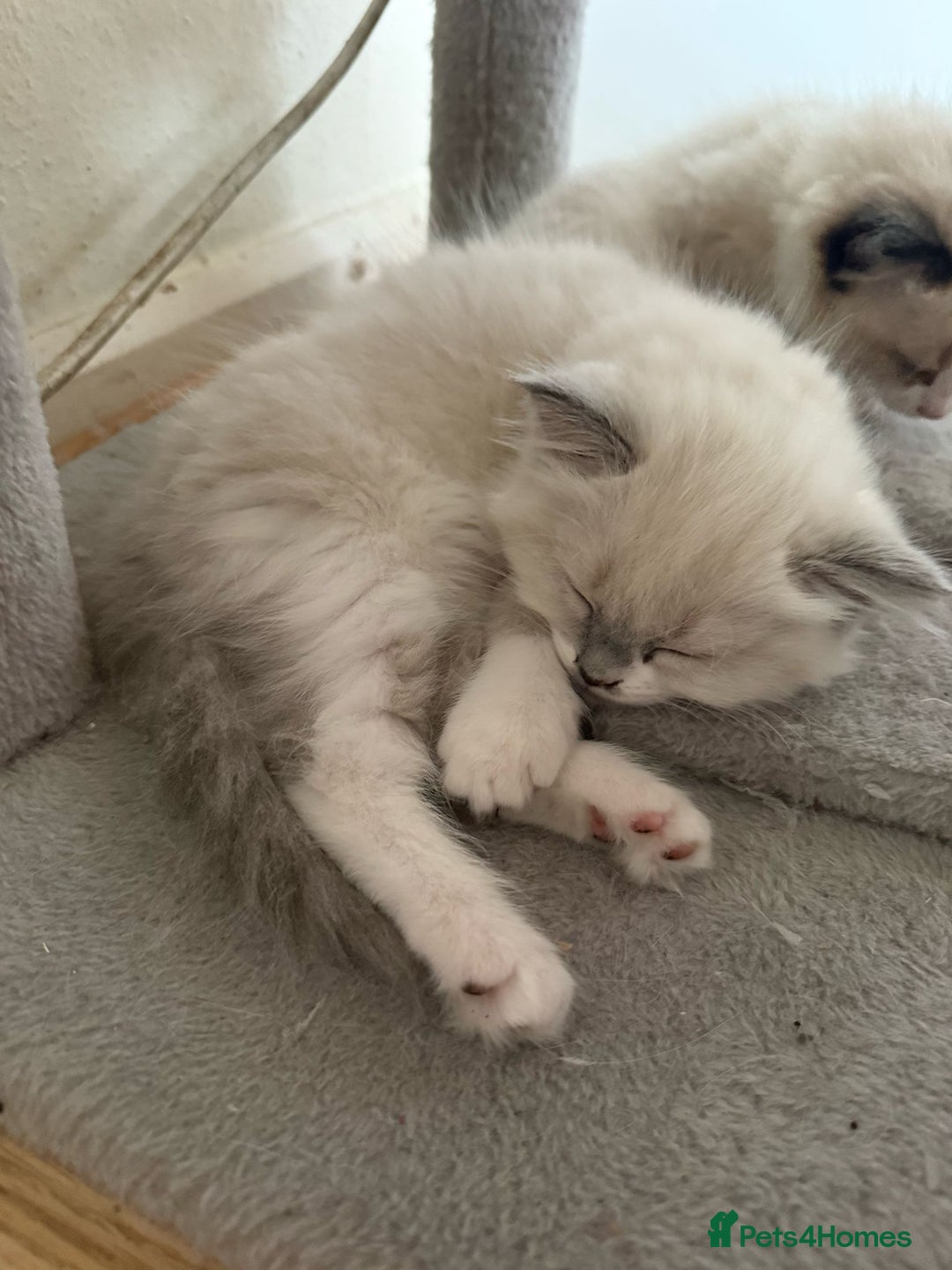 Ragdoll cats for sale: Ragdolls ready to leave 5th July in London - Image 5