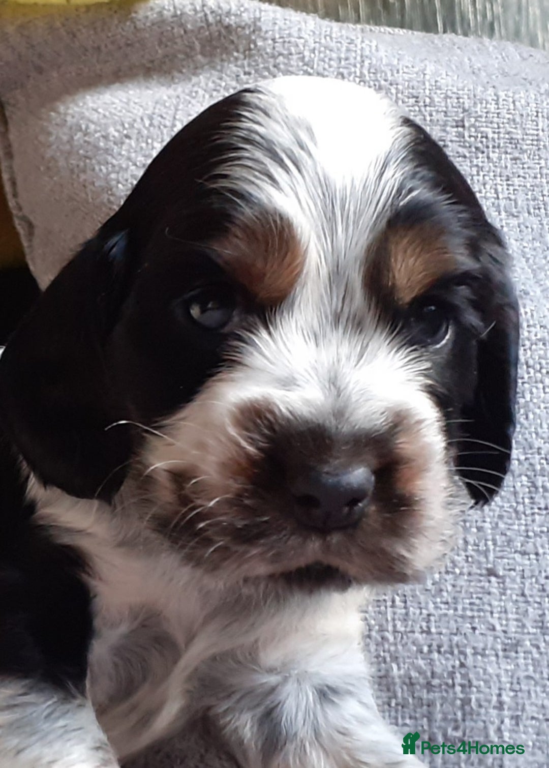 Cocker Spaniel dogs for sale: Adorable KC show cocker spaniels - Advert 17