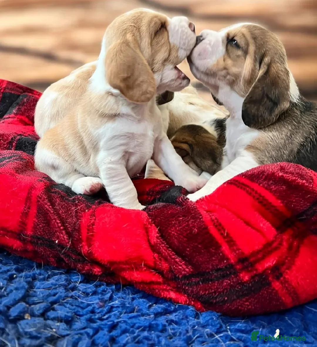 Beagle dogs for sale: Beagle puppies  - Advert 6