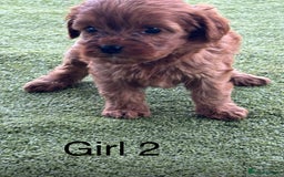 Cavapoo dogs for sale: 3 beautiful cava poo pups - Image 5