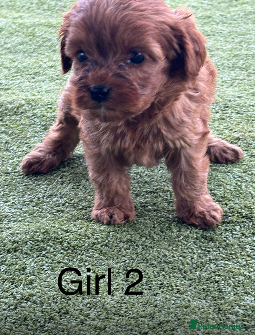 Cavapoo dogs for sale: 3 beautiful cava poo pups - Image 5