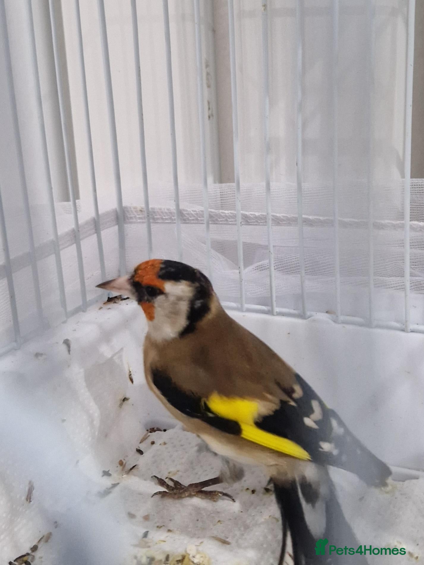 Chickens poultry for sale: Goldfinch closed rung 2026 - Advert 17