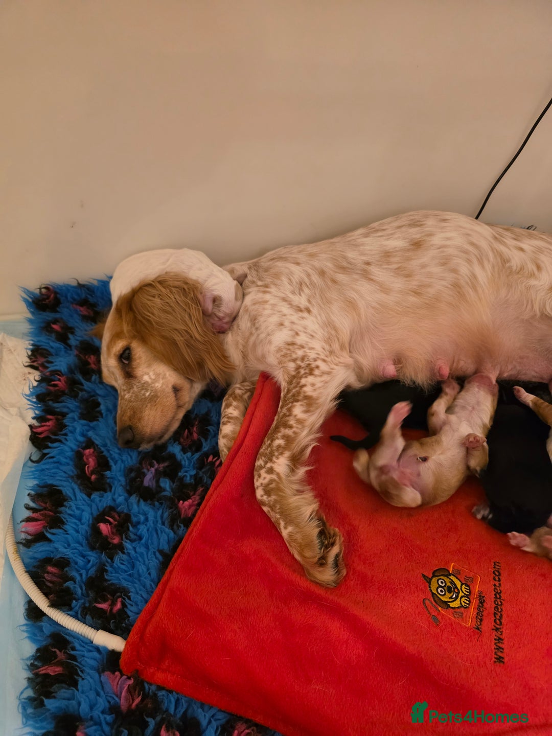 Cocker Spaniel dogs for sale: Kc Reg Cocker spaniel puppies  - Advert 4