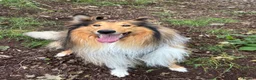 Rough Collie dogs for sale: Beautiful rough collie boy in need of rehoming ❤️ - Advert 1