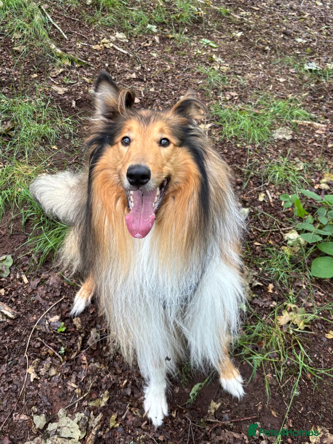 Rough Collie dogs for sale: Beautiful rough collie boy in need of rehoming ❤️ - Advert 1