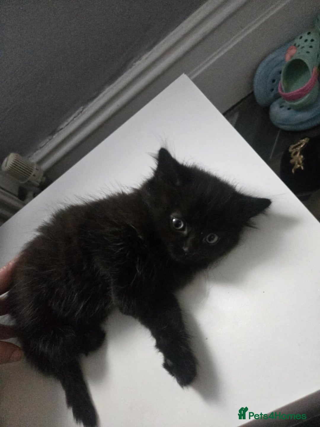 Mixed Breed cats for sale: Beautiful Kittens Looking for Loving Homes 🐾 - Advert 14