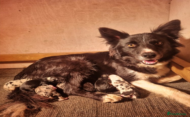 Border Collie dogs - Advert 1