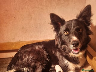 Border Collie dogs - Advert 5