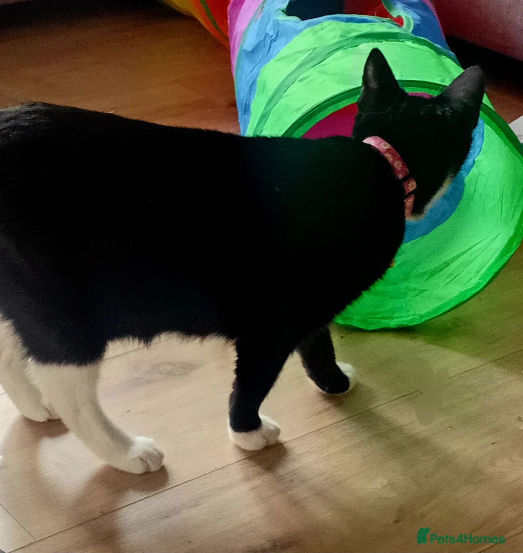 Domestic Shorthair cats for adoption: Meet Usher   - Advert 2