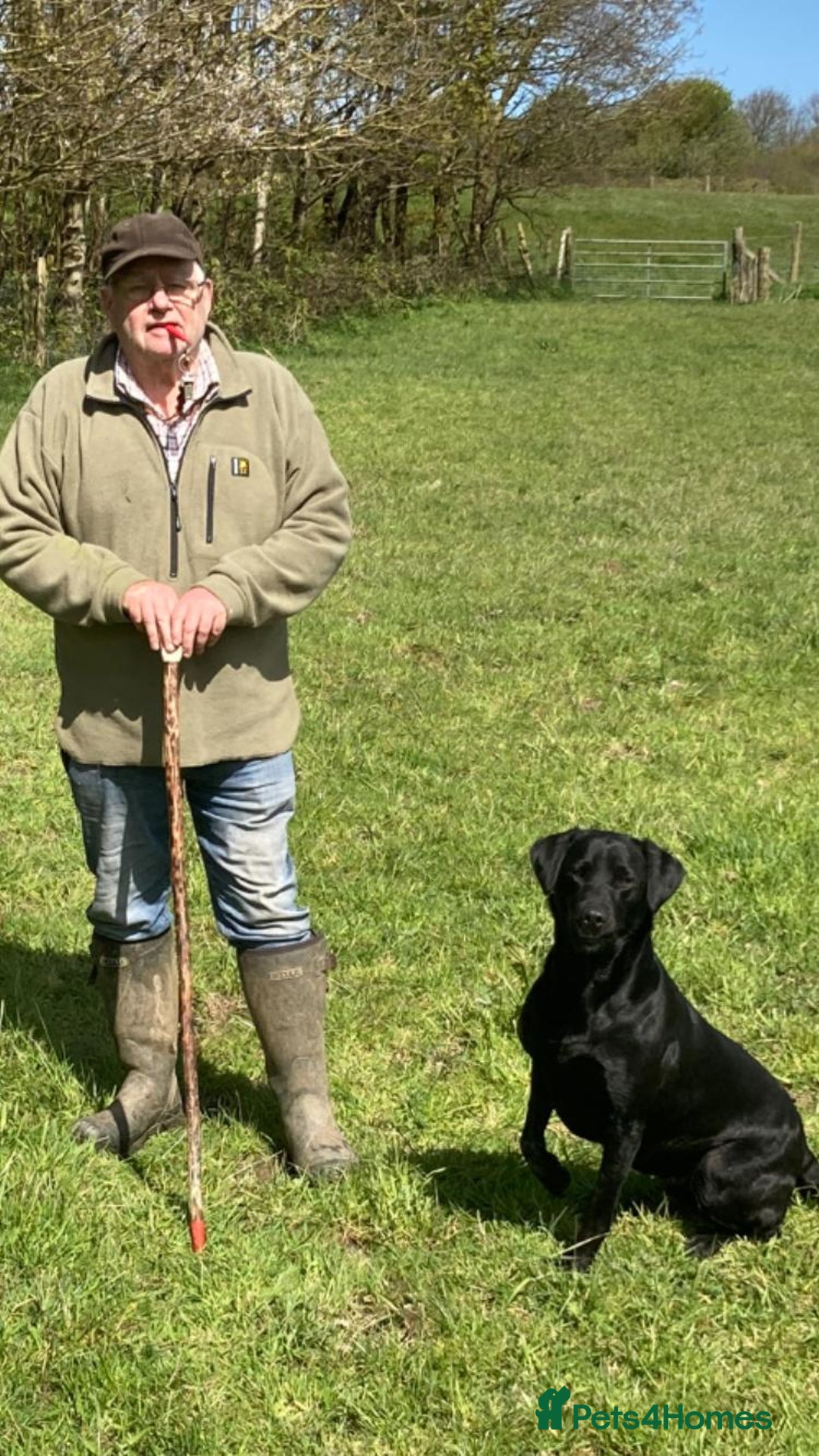 Labrador Retriever dogs for sale: Labrador puppies - Advert 3