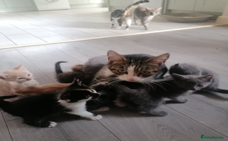 Mixed Breed cats - Advert 1