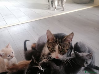 Mixed Breed cats Gorgeous adorable loving kittens - Advert 15