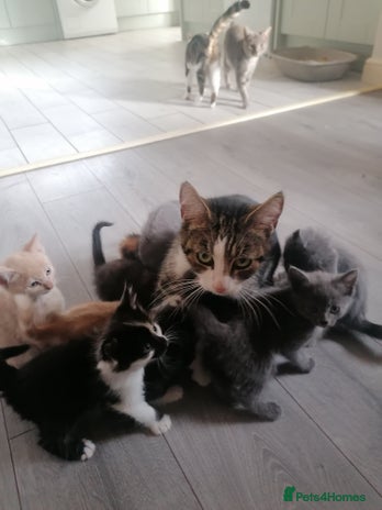 Mixed Breed cats - Advert 1