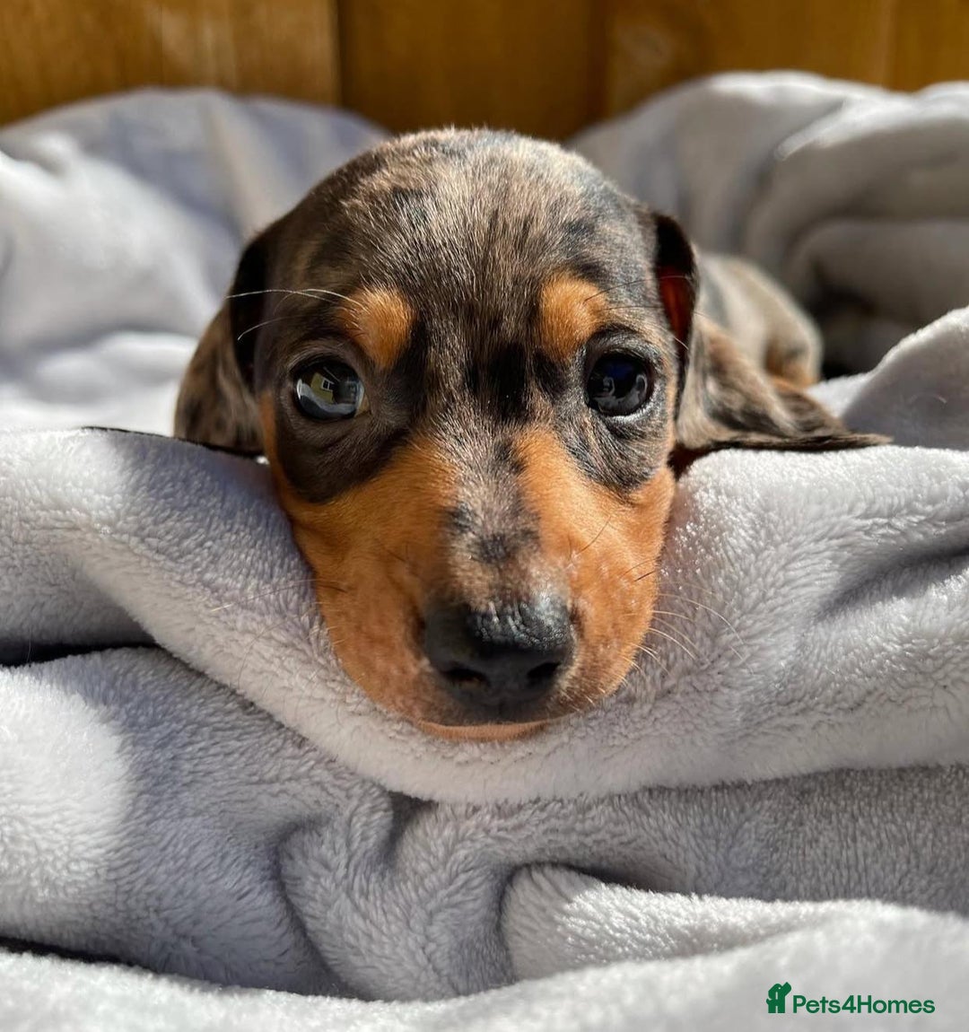 Miniature Dachshund dogs for sale: Miniature Purebred Dachshund Puppies - Image 15