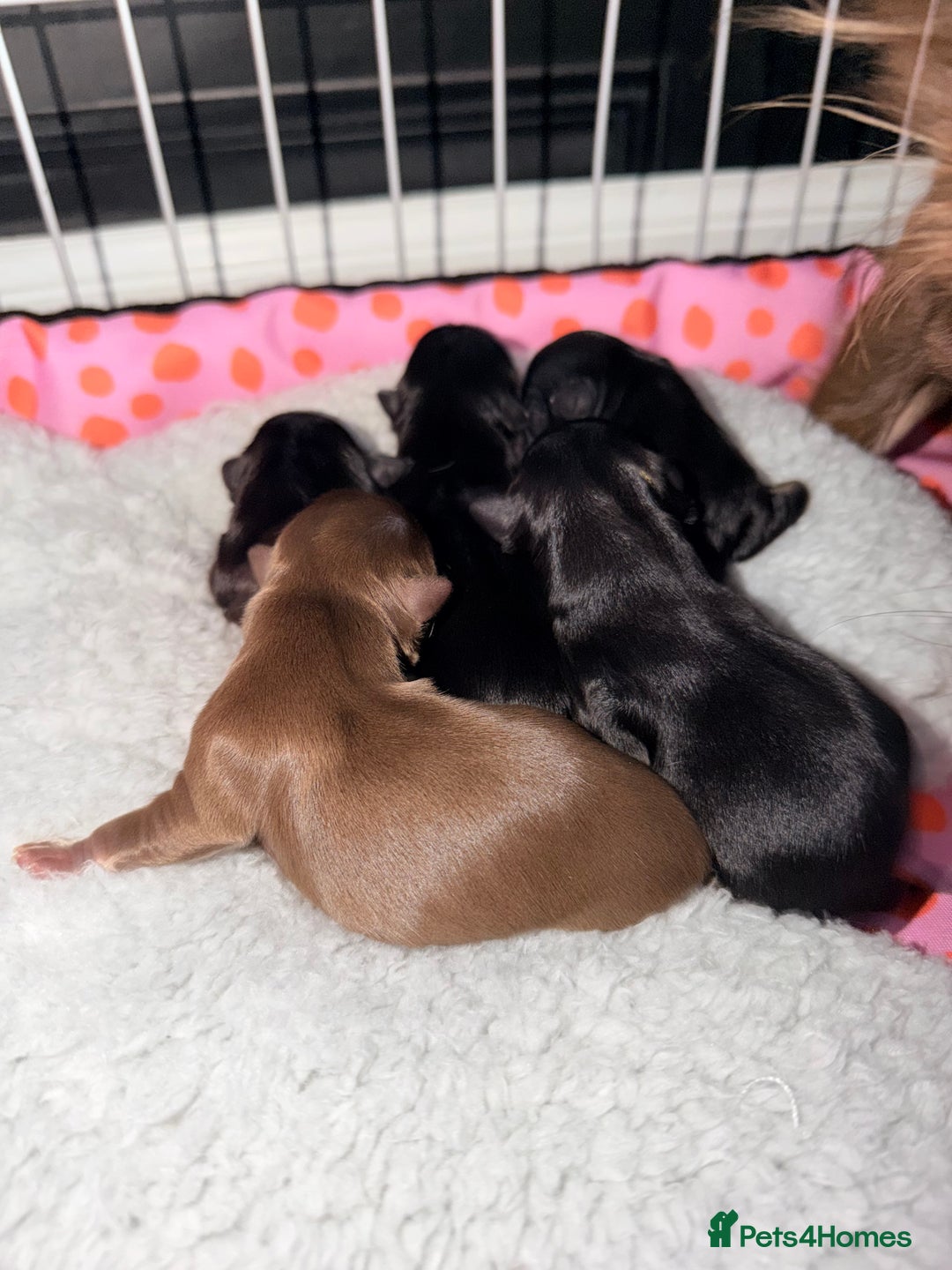 Chihuahua dogs for sale: Russian long coat chihuahua  - Advert 7