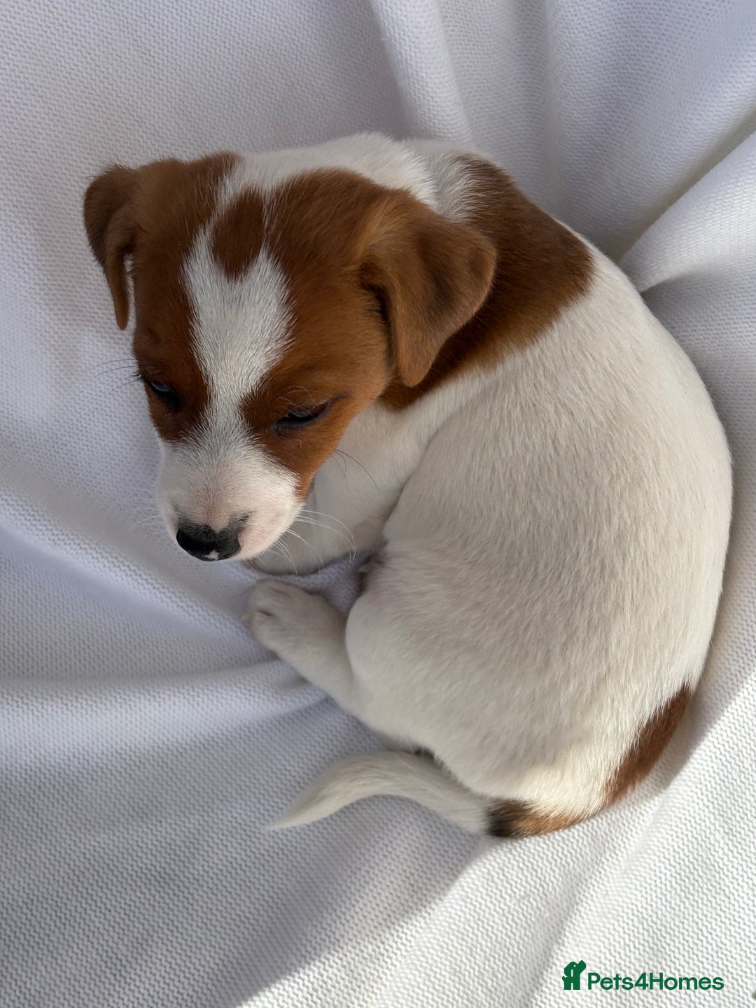 Jack Russell dogs for sale: Jack Russell puppies  - Image 9