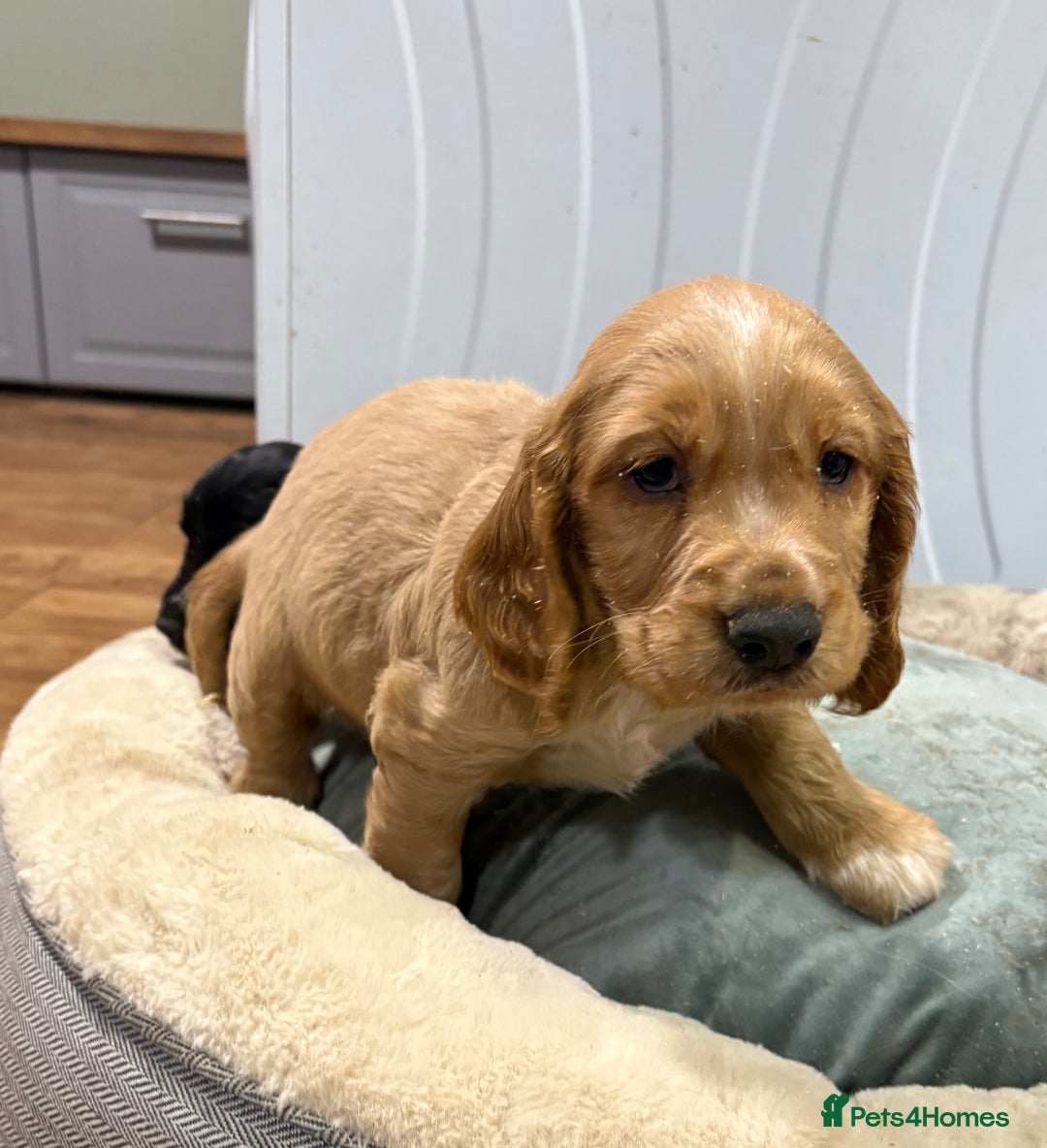 Cocker Spaniel dogs for sale: Cocker Spaniel Litter - Advert 8