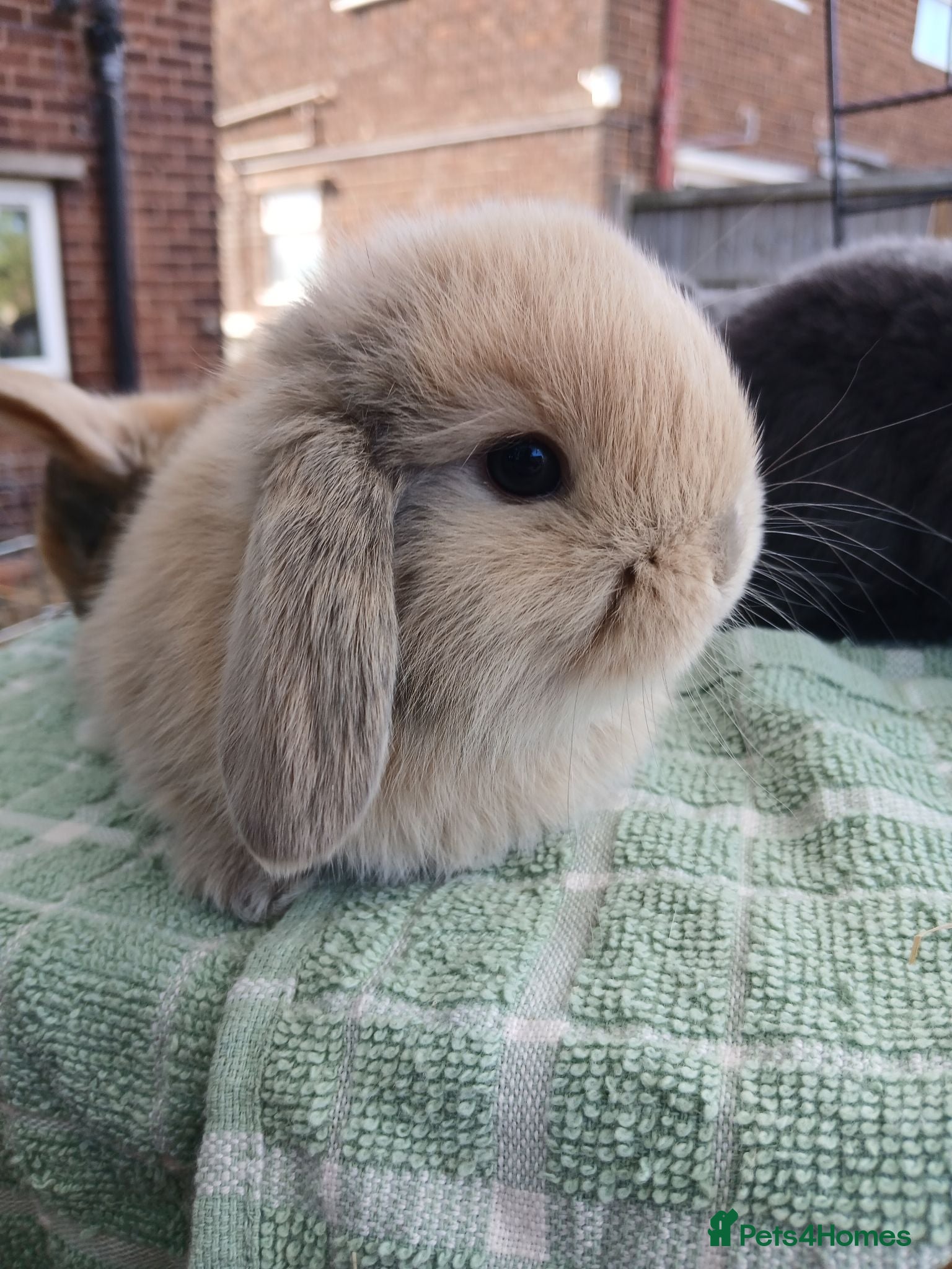 Mini Lop rabbits  beautiful mini lops  - Advert 7